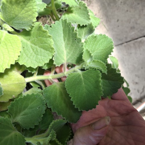 Cuban oregano unrooted - 1x,