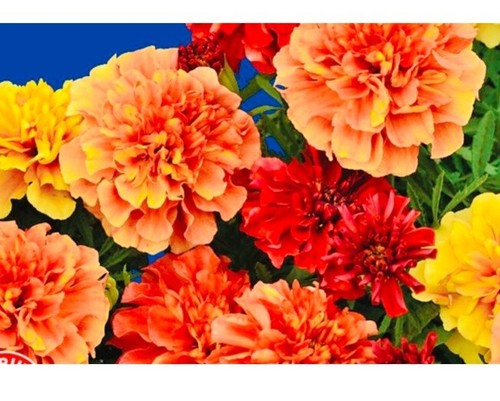 3000 tagetes erecta - tagetes, tall