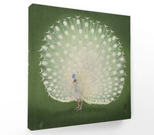 PEACOCK, OHARA KOSON - SQUARE
