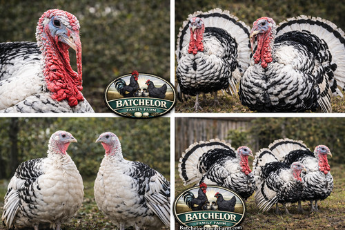 Royal palm turkey hatching - palm,