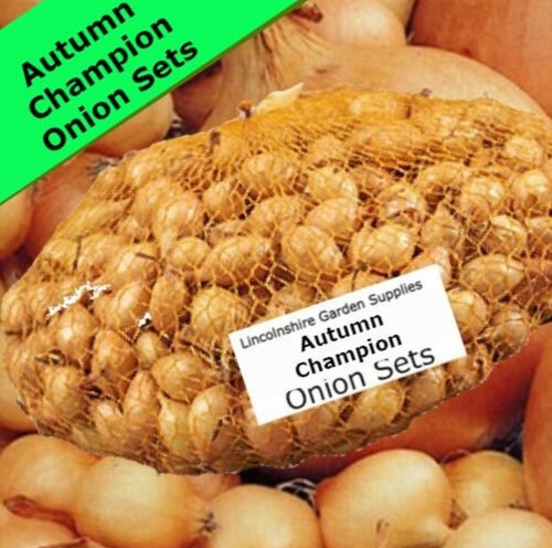 Autumn planting onion - autumn, sets