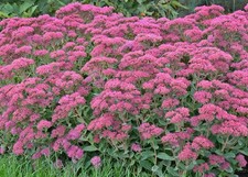 Sedum Carl perennial plant 1 x