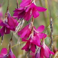 Blackberry Bells Angel's Fishing Rod Perennials Flowering Plants Dierama 1L Pot