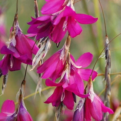 Blackberry bells angel - blackberry,
