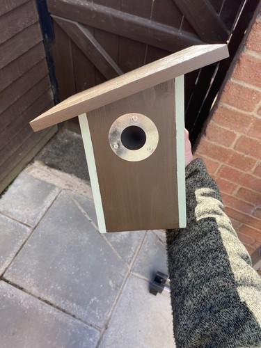 Brand new bird - bird, box