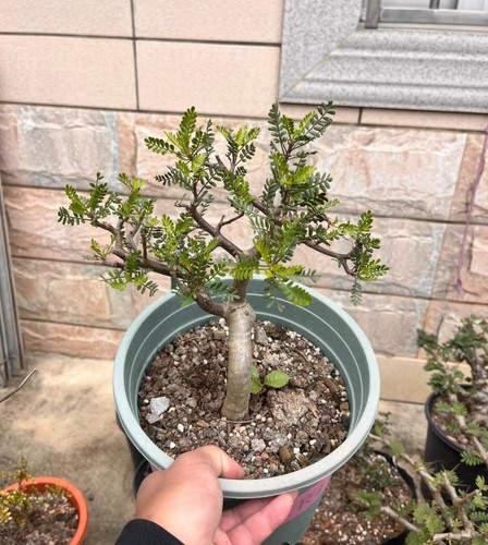 5cm rare live house plant - 3.5cm,