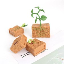 Life Cycle of Green Plant
