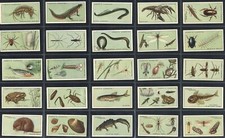 Hignett - 'Life in Pond &