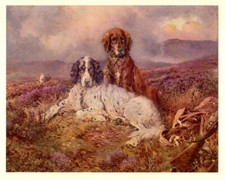 ENGLISH IRISH SETTER WORKING GUN DOG ANTIQUE ART PRINT by William Woodhouse