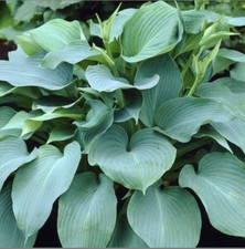 Hosta Blue Angel 1 x 9 cm pot perennial  plant Garden Ready