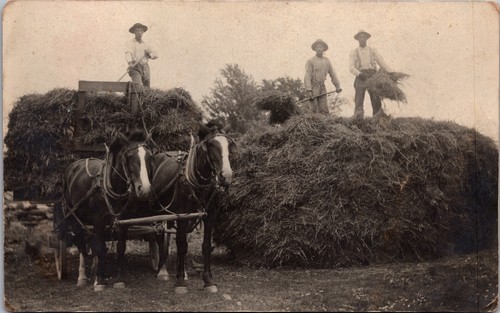 Farm haying scene - farm,