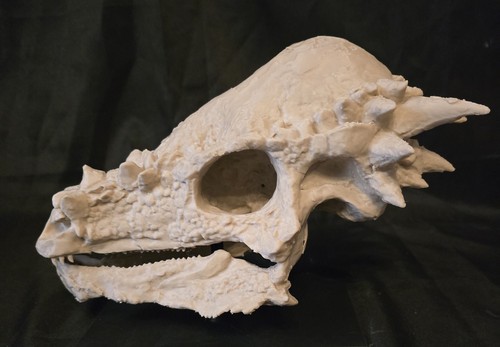 Pachycephalosaurus replica - pachycephalosaurus,
