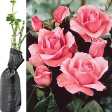 FRAGRANT CLIMBING / BUSH ROSE GARDEN PERENNIAL SHRUB BARE ROOT / ESTABLISH PLANT