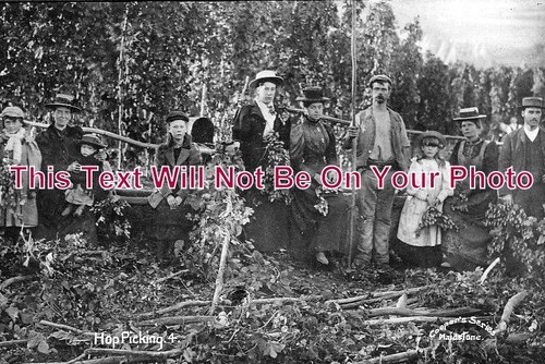 1536 hop picking group - -,