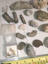 Fossils Collections Mixed Job Lot - Ammonite stone shark teeth collectable 