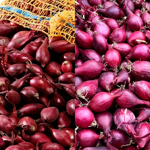 Red onion sets - red,