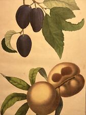 Peach ? Plum Flora Fruit Antique Lithograph 1838 Hand Coloured Botanica