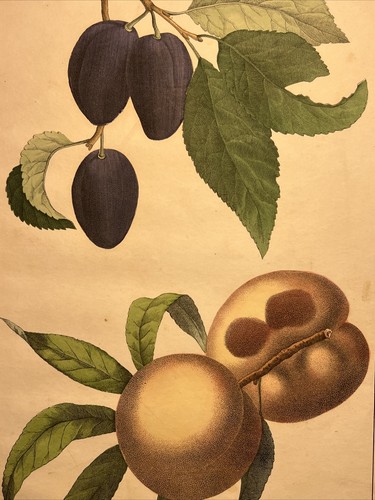Peach plum flora - peach,