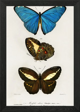 Different Types Of Butterf