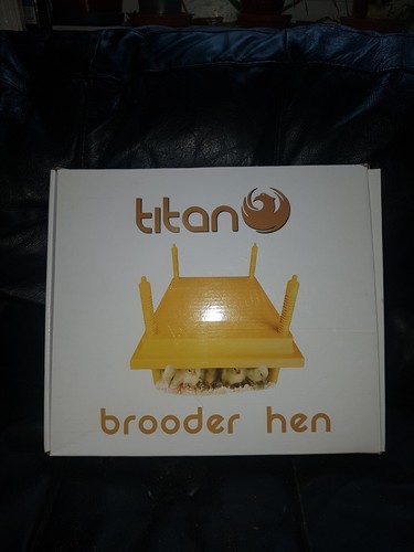 Titan chick chicken hen - titan, chick/