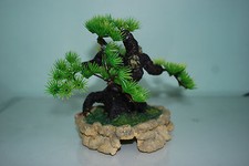 Vivarium Bonsai With Rock