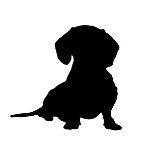 Sausage dog dachshund sitting - dog,