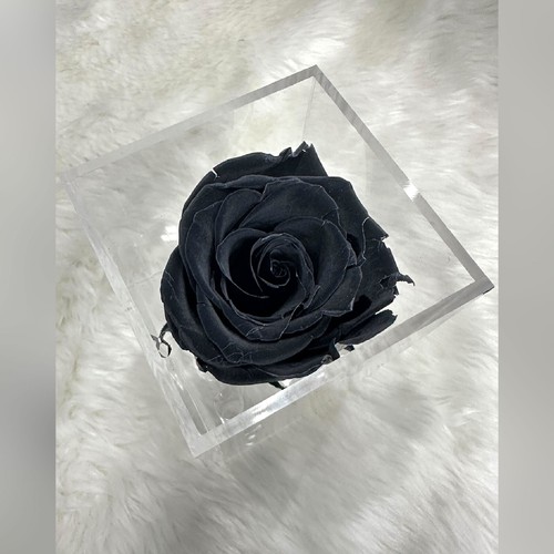 Luxury black forever rose - forever, |