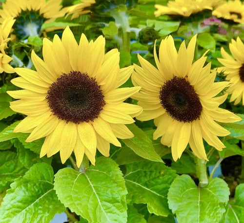 Mini dwarf sunflower seeds - mini,
