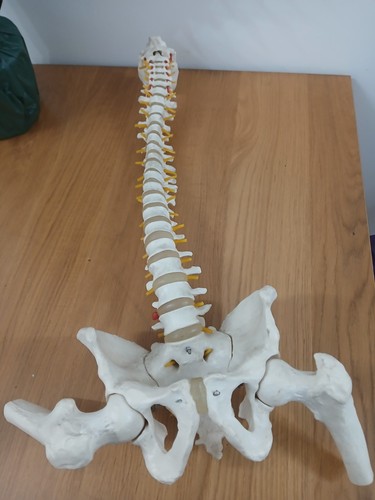 Spinal model for - model, training