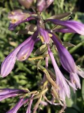 Hosta 'Praying Hands' - FREE