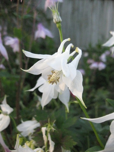 Aquilegia vulgaris - 20, x