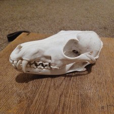Genuine Red Fox (Vulpes vulpes