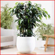 Large 30-40CM Tall Exotic Tree