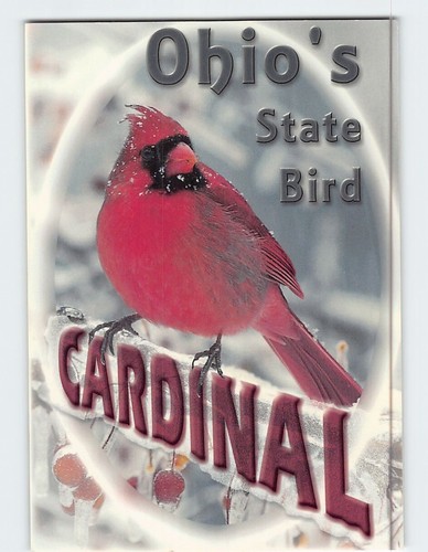 Postcard cardinal state bird - cardinal,