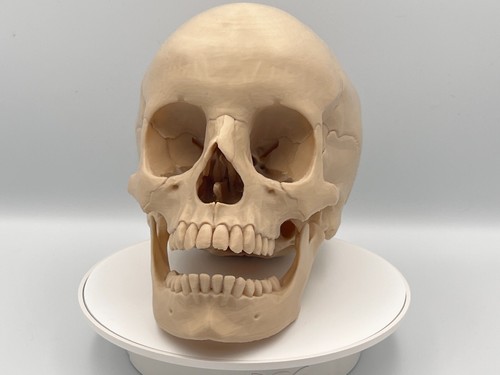 Anatomically correct human - correct,