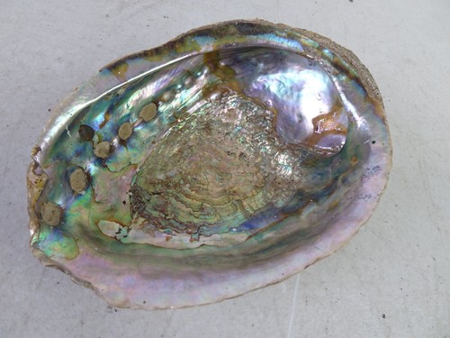 Vtg large red abalone - large, shell
