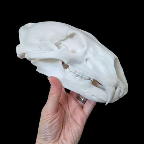 Replica resin polar bear skull - resin,