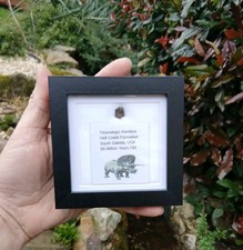 Fossil Dinosaur Tooth