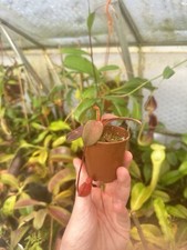 Nepenthes Peltata, Seedling. Seed Grown