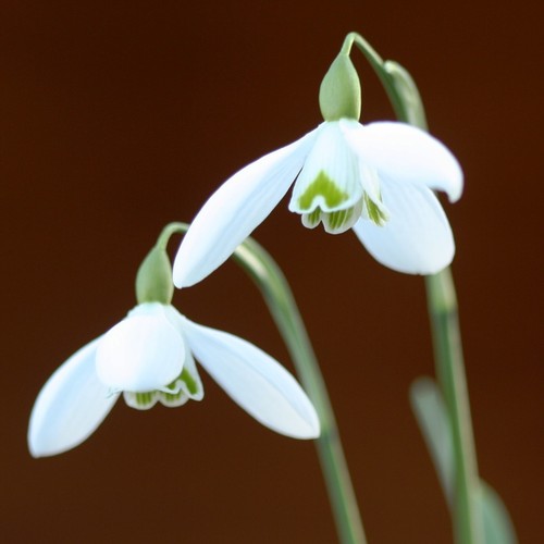 Galanthus magnet snowdrop - galanthus,