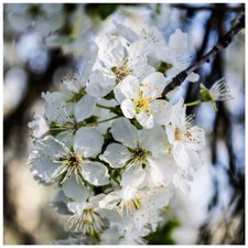 1 Wild Cherry Tree 40-60cm Stunning Blossom, Edible Cherries & Wild Bird Food