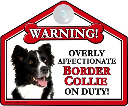 Border collie dog gift - collie, gloss