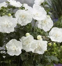 EXOTIC HIBISCUS 85 cm