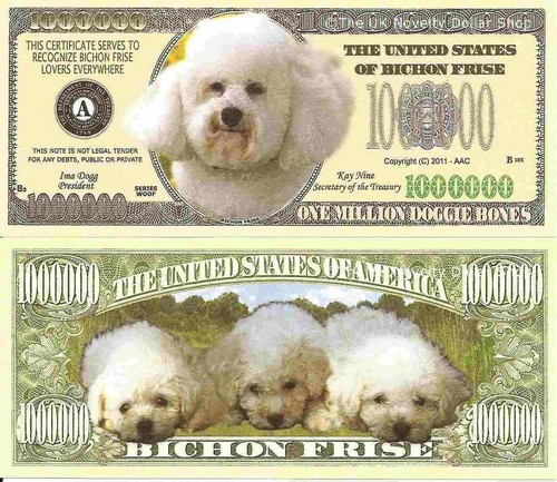 Bichon frise dog puppy - frise,