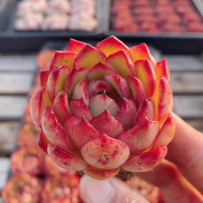 Echeveria 'Puli-lindsayana'