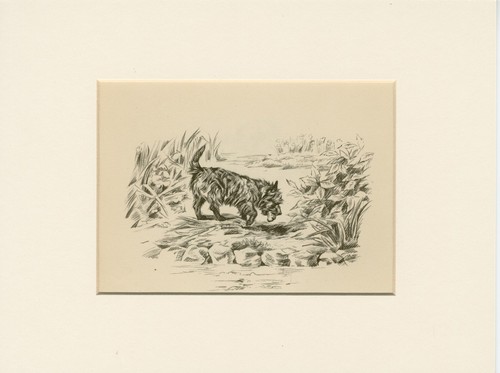 Scottish terrier buries bone - terrier,