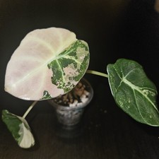 Alocasia Black Velvet Pink