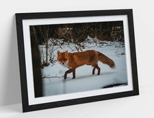 RED FOX SNOWY, WILDLIFE