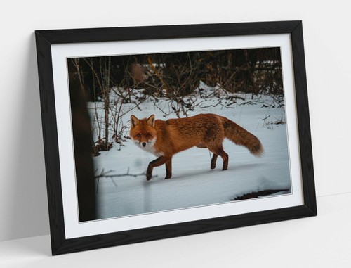 Red fox snowy wildlife - red, snowy,
