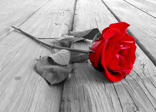 Red rose bedroom - , photo